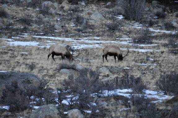 Elks pastam tranquilamente no Rocky Mountains National Park, perto de Boulder, no Colorado, nos Estados Unidos